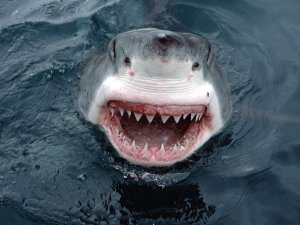 Great-White-Shark-sharks-7463260-1600-1200.jpg