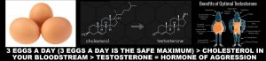 4 HORMONE OF TESTOSTERONE AGGRESSION.jpg