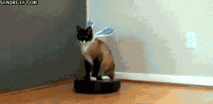 funny-gifs-easter-bunny-cat-on-irobot-roomba.gif